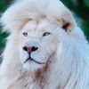 lionblanc03
