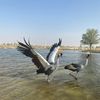 dubaisown