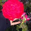 mr_uaa5