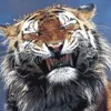cheshire_kl