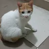 hoaphan2409