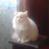 skvrcv