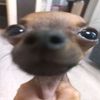 rrooooooo_