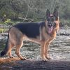 hazel_germanshepherd