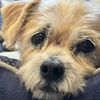 mydogsmom78