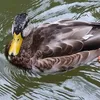 szlichtyng