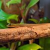 kiwipherthegecko