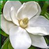 rflowersrivera