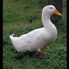 duckmanfromduckland