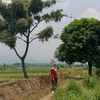 auliyahalhasan