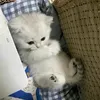 qnganw_310