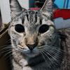 tigre_michi