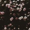 rahaf.845