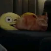 flipbuker