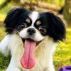 onlydogsbestfriend