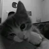 mria_mdln