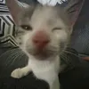 wariatek0