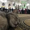 4mirabb