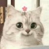 hayesowo