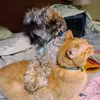 stripey_fuzzy_critters