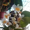 nguyenvanoanh22