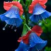 habibe.zkan7