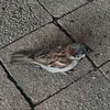 jake_bowyer