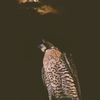 a_abdulllh