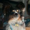 papillon.mom