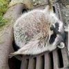 ancient_racoon