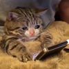 whatisitguys