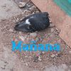 empanda_of_meat