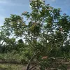 phamtam299