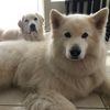 paw_titas