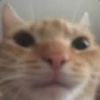 vlocuh