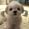 taisaokh_03