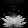 1_1_1977khongmuonnoi