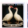 kingduckfarm