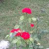 r9813181920