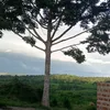 milliana256