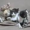 Zé