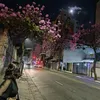 gypsysea_