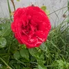 marek111114