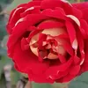 5soo_112