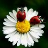 dolunay_99924