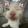 sqikipwi