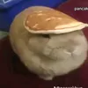 zamojjj