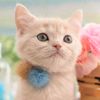 catsummer_7