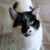 casper_katt