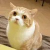 meowsies